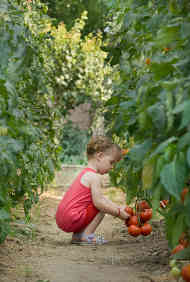 Image of young girl squatting to pick fruit